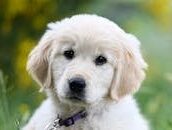 Charming golden retriever puppy with a purple collar sitting in vibrant outdoor greenery.